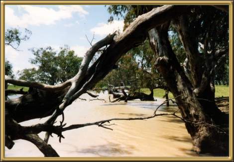 Billabong near Parkes