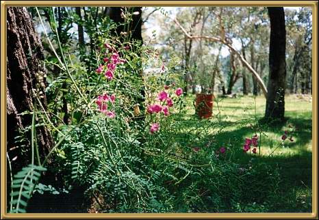 Wildflowers in the Mountains