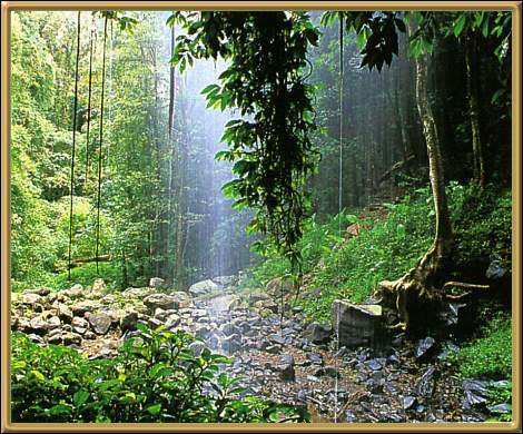 Dorrigo National Park