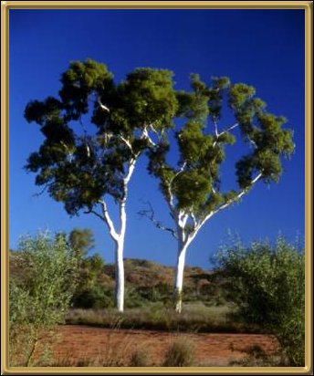 Ghost Gums