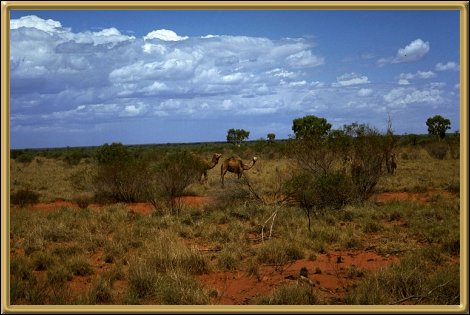 Camels in the outback