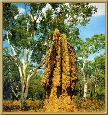 Termite Mounds