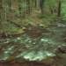 Tarkine