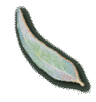 gumleaf.gif (5940 bytes)