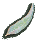 gumleaf.gif (5939 bytes)