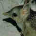 Western Barred Bandicoot