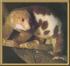 Spotted Cuscus