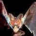 Ghost Bat