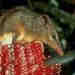 Honey Possum