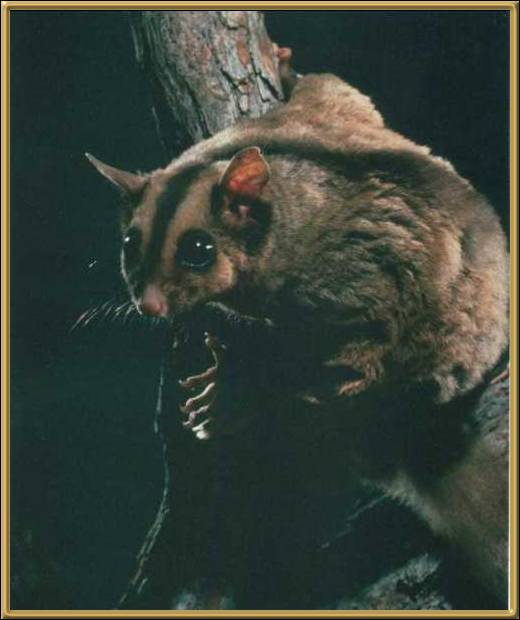 Mahogany Glider