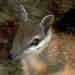 Numbat