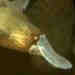 Platypus