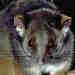 Common Ringtail Possum