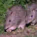 Long-nosed Potaroo