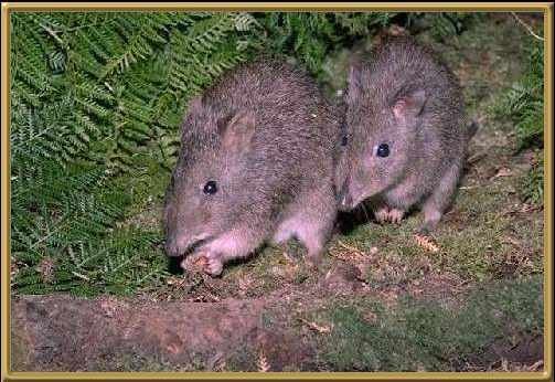 Long-nosed Potoroo
