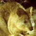 Quokka