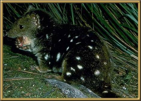 Quoll