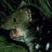 Spotted-tailed Quoll