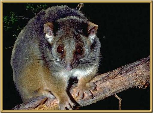 Common Ringtail Possum