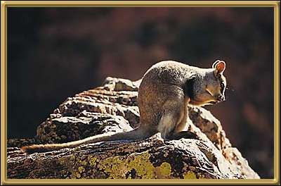 Rock Wallaby