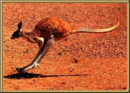 Kangaroo