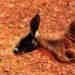 Kangaroo