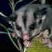 Sugar Glider