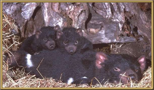 Tasmanian Devil with young