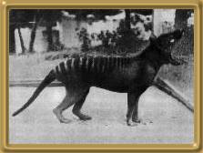 tiger.jpg (8280 bytes)