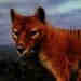 Tasmanian Tiger