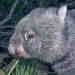 Common Wombat