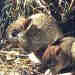 Woylie