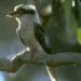 Kookaburra