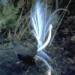 Lyrebird