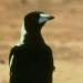 Magpie