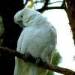 Sulphur crested cockatoo