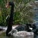 black swan