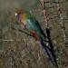 crimson rosella