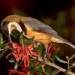 eastern spinebill
