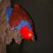 eclectus parrot