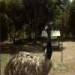 emu