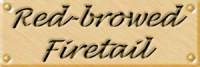 firelab.jpg (3852 bytes)