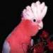 galah