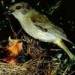 golden whistler