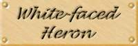 heronlab.jpg (3193 bytes)