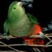 king parrot