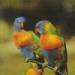 Rainbow Lorikeets