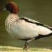 maned duck