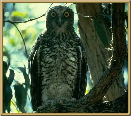 owlbig.jpg (28752 bytes)