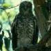 powerful owl
